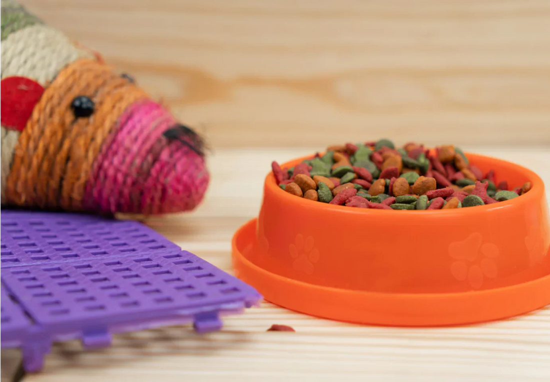 Five Reasons To Start Scent Work Training For Your Dog.