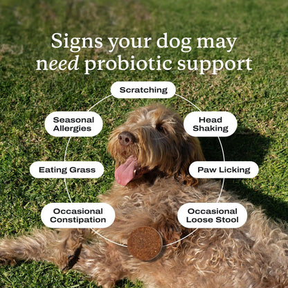 Transform Your Dog's Health with Premium Petlab Co. Probiotics - Delicious Soft Chews for Seasonal Allergy Relief, Gut Wellness, and Digestive Support